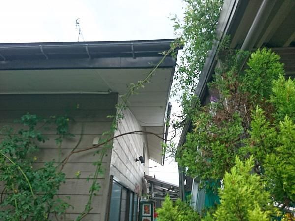 《バラ庭》ガーデンワーク～・・バラの剪定作業！！