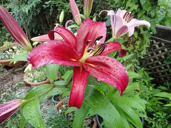 《バラ庭》ガーデンNOW～・・ゆりが開花、雨のしずくが(^^♪