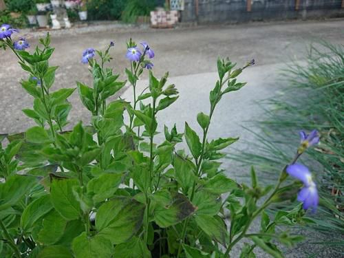 《バラ庭》ガーデンNOW～・・この花は、どこから？