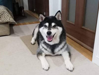 《バラ庭》黒柴サスケ～・・久しぶりです！！