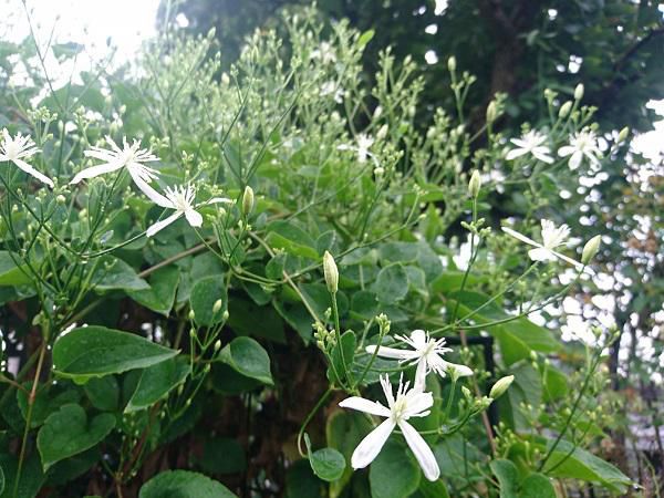 《バラ庭》ガーデンNOW～・・仙人草が咲き始めました！！