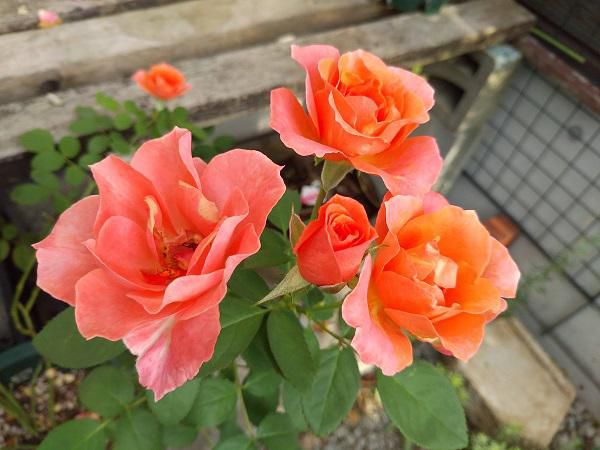 《バラ庭》ガーデンNOW～・・バラもチラホラと。。。