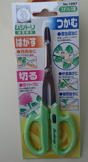《バラ庭》ガーデンNOW～・・虫捕りハサミ！！