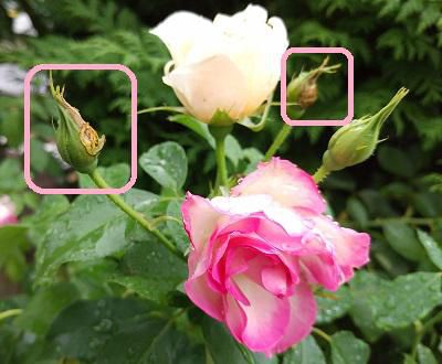 《バラ庭》ガーデンNOW～・・バラのにっくき虫！！