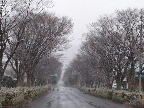 《バラ庭》つれづれ～・・今年はホワイトクリスマスにならず・・・
