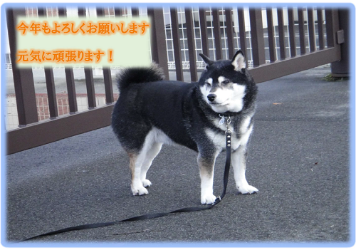 《バラ庭》黒柴サスケ～・・今年もよろしくお願いします！
