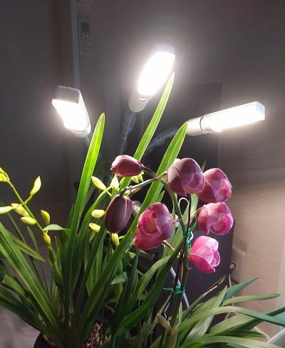 《バラ庭》ガーデン～・・今日はちょっと花の話。。。！