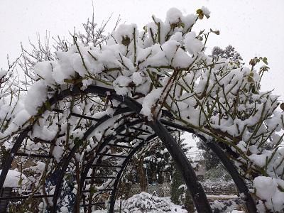 《バラ庭》つれづれ～・・きょうは1日中雪が・・・！