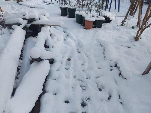 《バラ庭》つれづれ～・・今朝は雪積もりました！