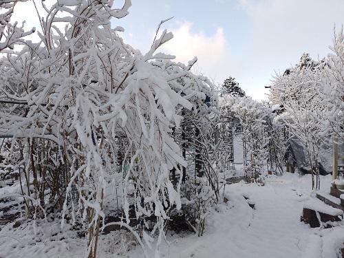 《バラ庭》つれづれ～・・今朝は、雪！！・・・