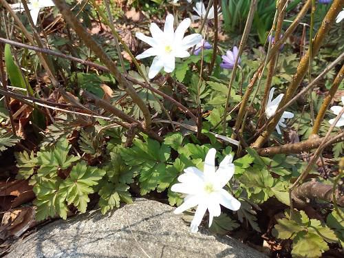 《バラ庭》つれづれ～・・きょうの花。。。
