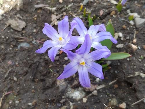 《バラ庭》ガーデンNOW～・・今日の花。。。