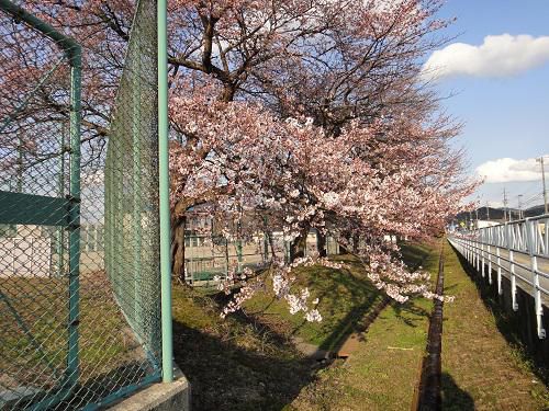 《バラ庭》つれづれ～・・桜、開花しました。。。！！