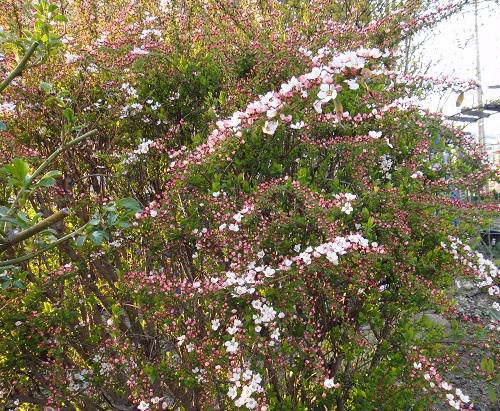 《バラ庭》ガーデンNOW～・・今日、我が家の桜開花しましたが。。。