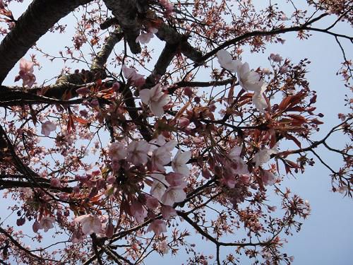 《バラ庭》ガーデンNOW～・・今日の桜～(^^♪