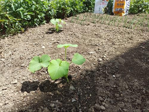 《バラ庭》つれづれ～・・わが家の菜園！