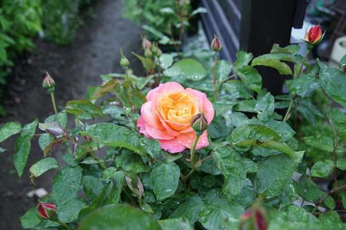 《バラ庭》ガーデンNOW～・・今朝の庭～雨の中。。。