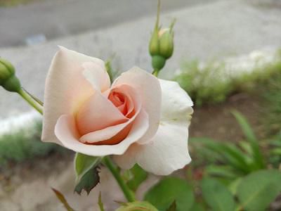 《バラ庭》つれづれ～・・ファイル容量がいっぱいになってしまいました！！
