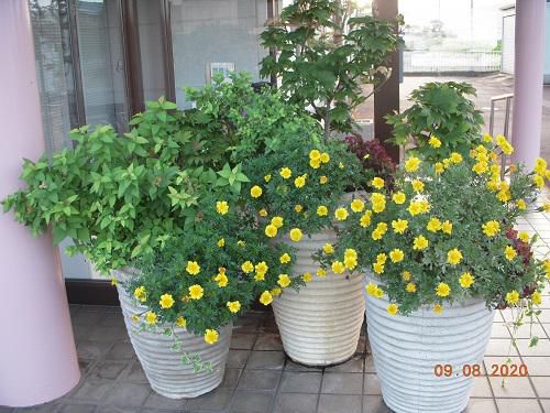 《バラ庭》つれづれ～・・近くの某医院の寄せ植え！