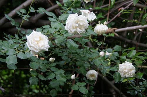 《バラ庭》ガーデンNOW～・・南エリアの改修前の花たち！