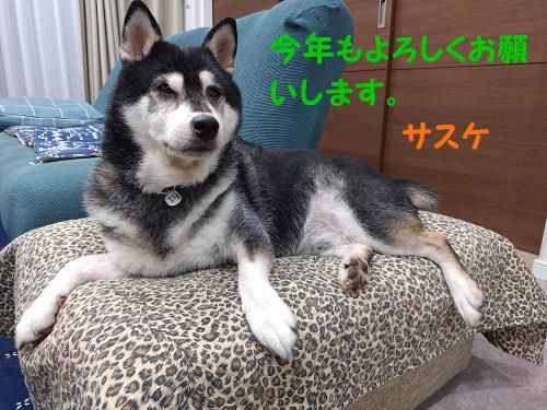 《バラ庭》黒柴サスケ～・・今年もよろしくお願いします！