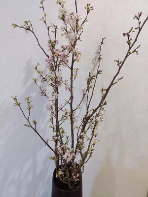 《バラ庭》つれづれ～・・きょうは、ひな祭り。。。