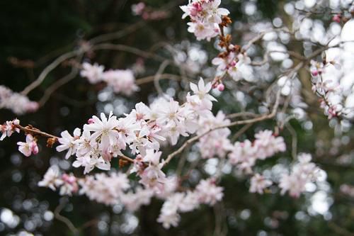 《バラ庭》つれづれ～・・長井小学校の桜。。。続編！