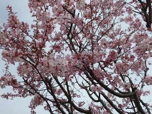 《バラ庭》ガーデンNOW～・・きょうの庭～桜いい感じ♪