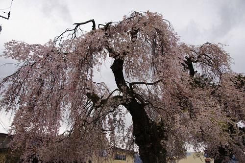 《バラ庭》つれづれ～・・知名度の低い桜ですが・・・