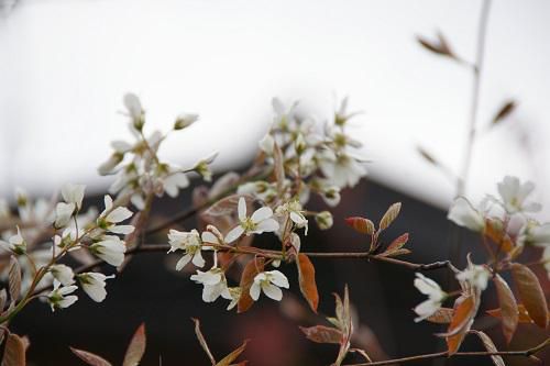《バラ庭》ガーデンNOW～・・ジューンベリー開花しました！
