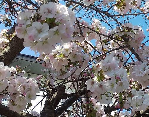 《バラ庭》つれづれ～・・ご近所さんの桜。。。