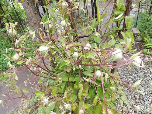 《バラ庭》ガーデンNOW～・・きょうは一日中雨、恵みの雨?
