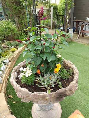 《バラ庭》ガーデンNOW～・・大鉢植栽、再度チャレンジ！