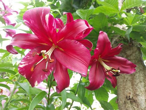 《バラ庭》ガーデンNOW～・・真紅のゆり開花。。。！