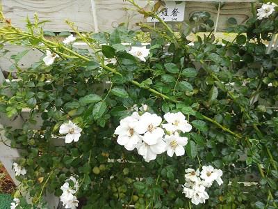 《バラ庭》ガーデンNOW～・・きょうはいっときの恵みの雨！！