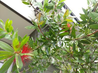 《バラ庭》ガーデンNOW～・・老木の金宝樹（ブラシの木）開花？？？
