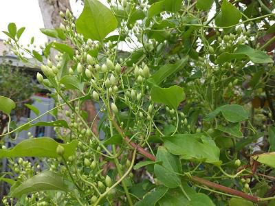 《バラ庭》ガーデンNOW～・・これは何の花でしょうか？？