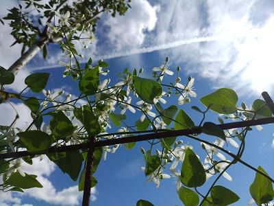 《バラ庭》庭主の日々・・～暑い中屋根の塗装。。。！