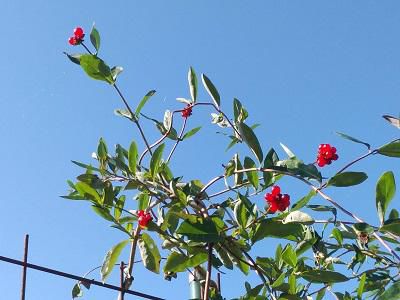 《バラ庭》ガーデンNOW～・・今朝の庭。。。