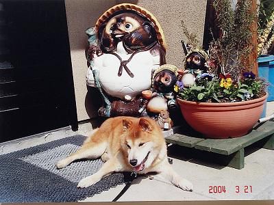 《バラ庭》つれづれ～・・タヌキの置物と先住犬赤柴ドン！