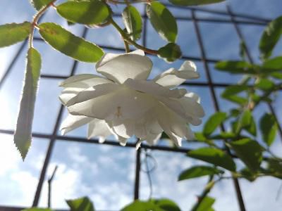 《バラ庭》ガーデンNOW～・・きょうは久しぶりの青空～(^^♪