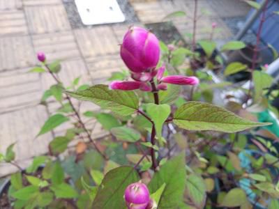 《バラ庭》ガーデンNOW～・・開花できず・・今年は寒いのでしょうか？