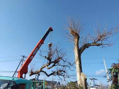 《バラ庭》ガーデンNOW～・・柿の木お別れです・・・