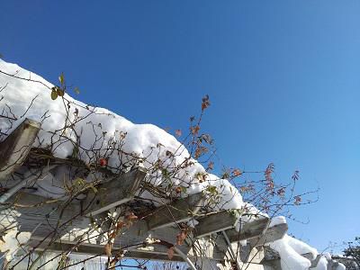 《バラ庭》ガーデンNOW～・・きょうは青空。。。ウキウキ！