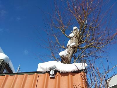 《バラ庭》ガーデンNOW～・・毎日雪降り続く中、つかのまの青空が・・・