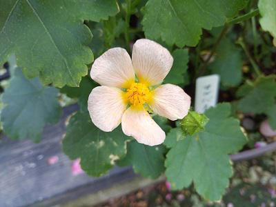 《バラ庭》ガーデン～・・(回想）おなじみの鉢植えは。。。