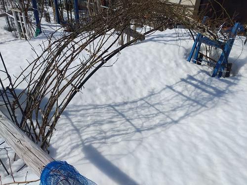 《バラ庭》ガーデンNOW～・・今朝は堅雪（かたゆき）・・・！