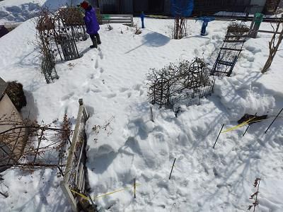 《バラ庭》ガーデンNOW～・・雪消し、バラの剪定と頑張りました！