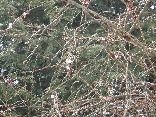 《バラ庭》つれづれ～・・長井小学校の桜が咲きました！