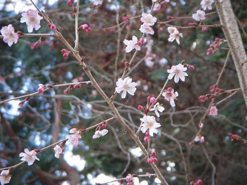 《バラ庭》つれづれ～・・長井小学校の桜。。。続編！